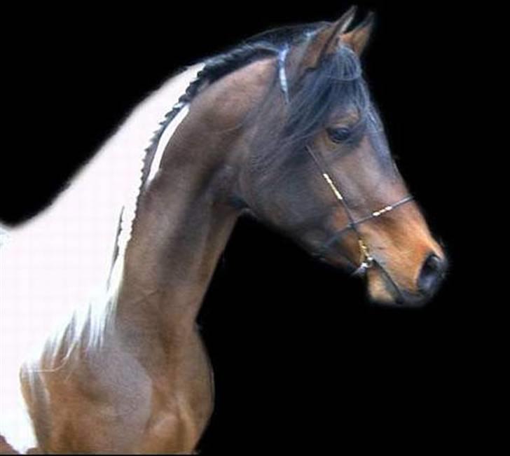 Pinto Araber El Hakim  - Taget fra arabershow i Tyskland 04 billede 7