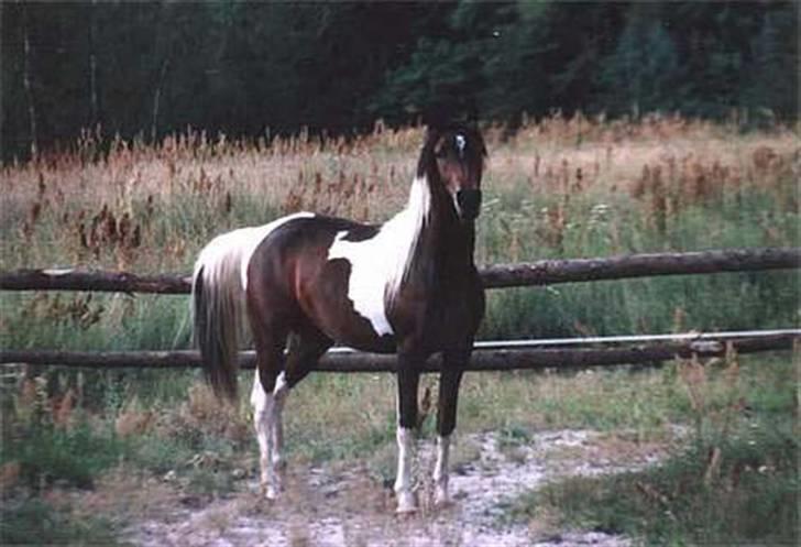 Pinto Araber El Hakim  - En ung 2 års hakim billede 8