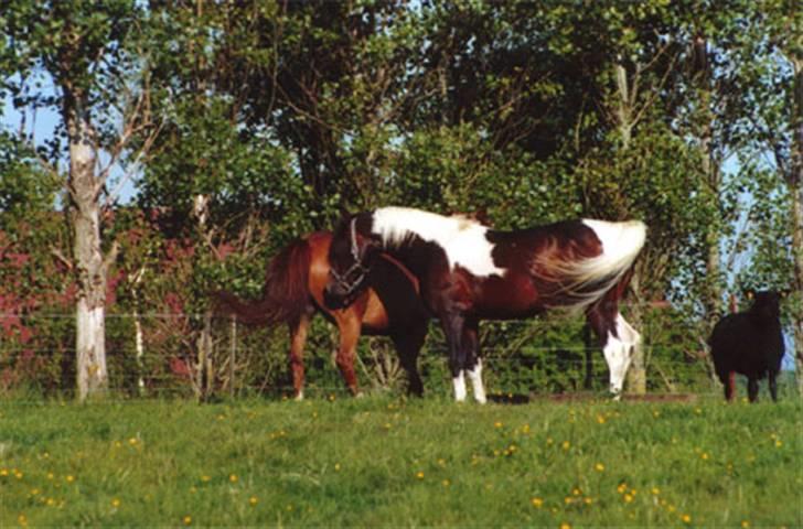 Pinto Araber El Hakim  - Hakim og ox hoppen  ML Magija billede 9