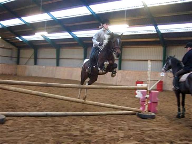 Pinto Araber El Hakim  - Hakim og Mia billede 10