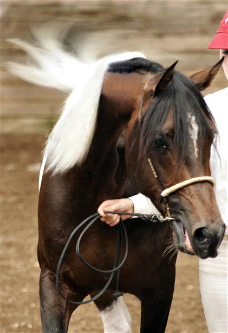 Pinto Araber El Hakim  - Foto taget af TC Foto billede 11