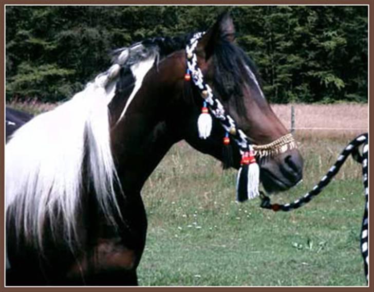 Pinto Araber El Hakim  billede 12