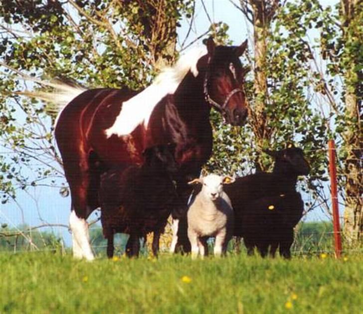 Pinto Araber El Hakim  - Hakim har en svaghed for får - det er gode venner :-) billede 13