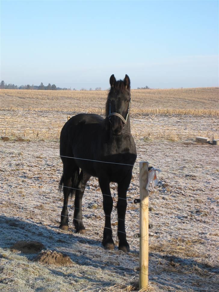 Frieser Abraham B SOLGT billede 15