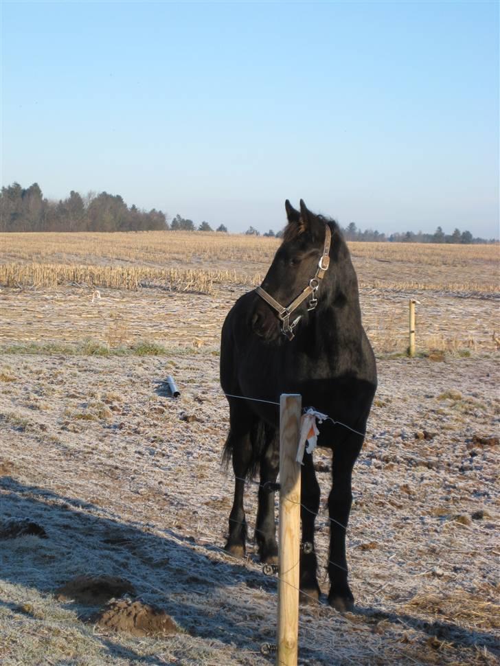 Frieser Abraham B SOLGT billede 16