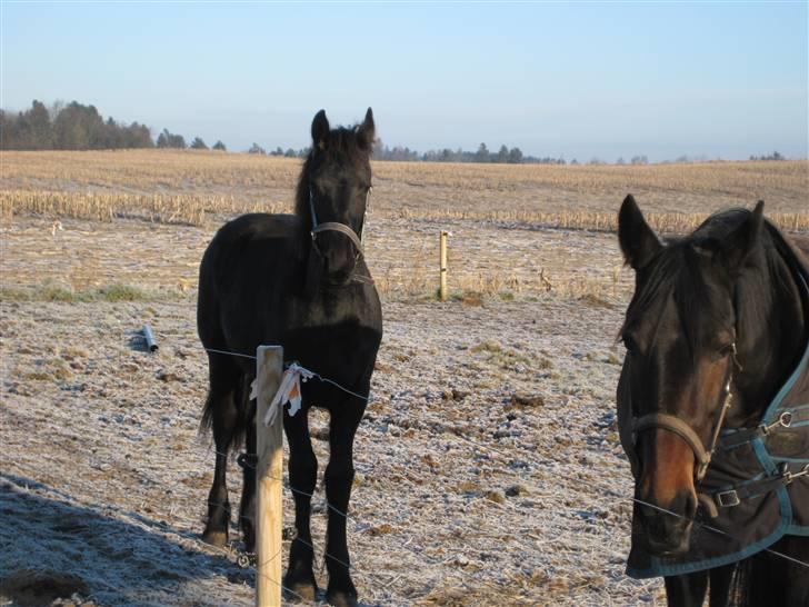 Frieser Abraham B SOLGT billede 17