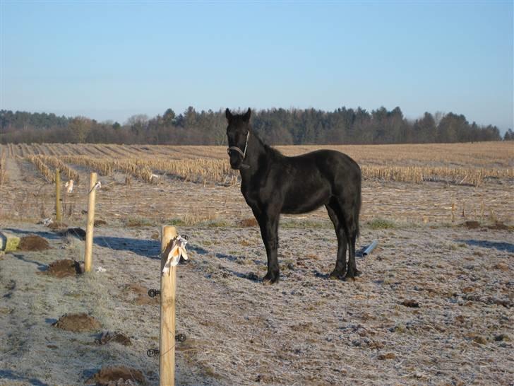 Frieser Abraham B SOLGT billede 18