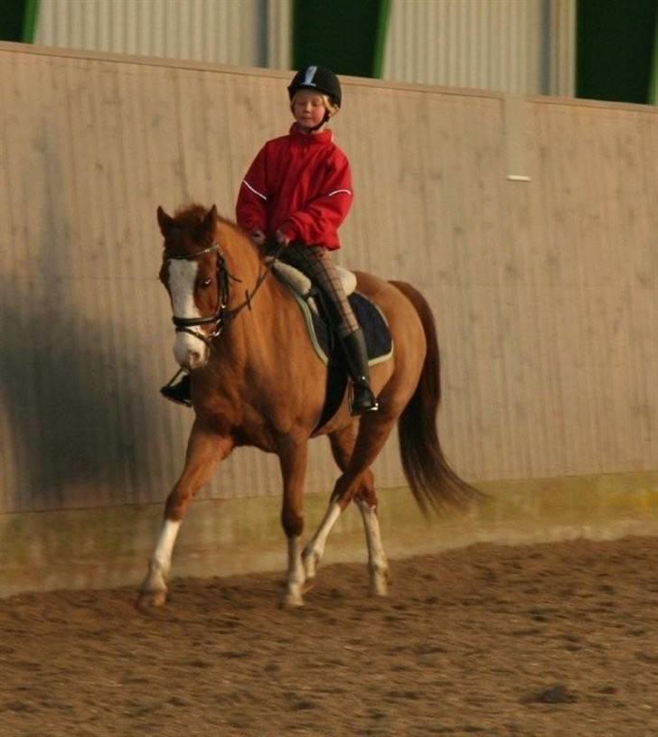 Anden særlig race Simba - Simba og mig øver dressur<33 billede 4