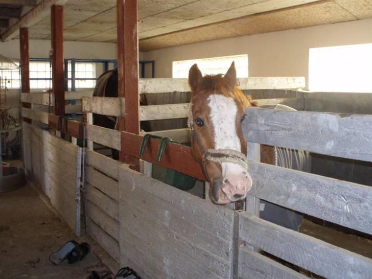 Anden særlig race Simba - gaab<33:] man har jo lov at være træt når man har været på jagt. billede 7