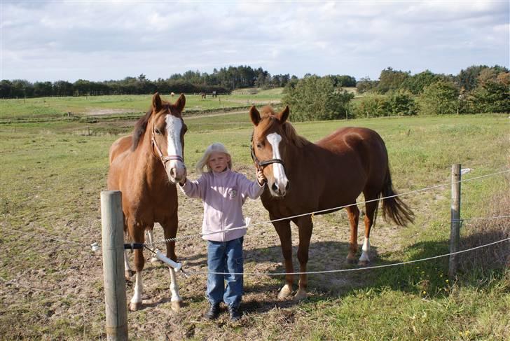 Anden særlig race Simba - Mig og mine hypper. billede 10