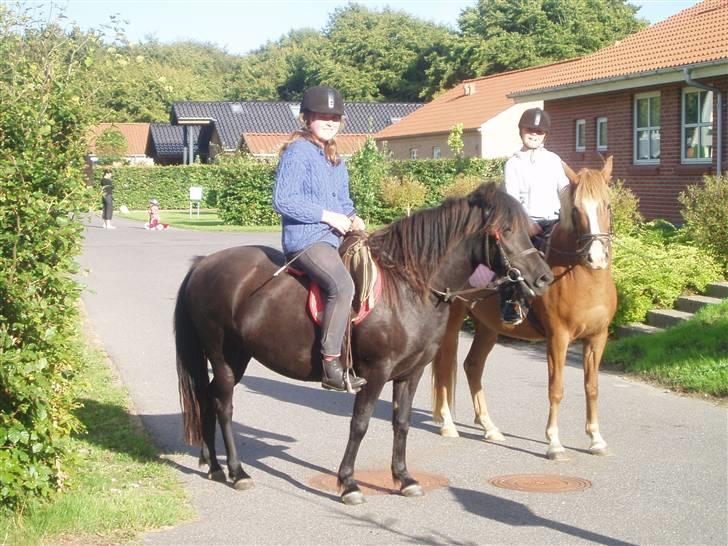 Anden særlig race Cassio *solgt* - Hvor jeg var igang med at tilride Sara, Cassio var den bedste hest at bruge som den erfarne, der skulle berolige den nye (; billede 19