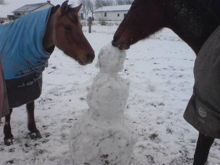 Dansk Varmblod Savannah billede 12