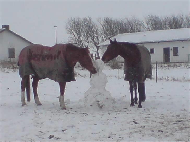 Dansk Varmblod Savannah billede 13