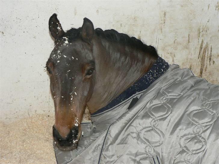 Anden særlig race Moonlight - Moonlight i Frederikshavn:) Meget søvnig  billede 15