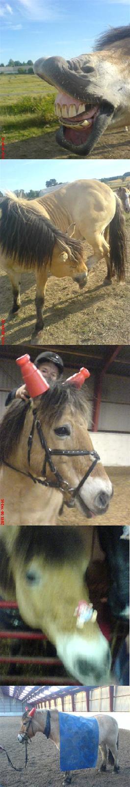 Anden særlig race Asterix von Grottenburg - Se lige min sjove pony ! Foto: Louise og mig.  Du gør mig hel ja du gør, ku aldrig be dig om mer, prøv at se hvor perfekt du er. billede 11