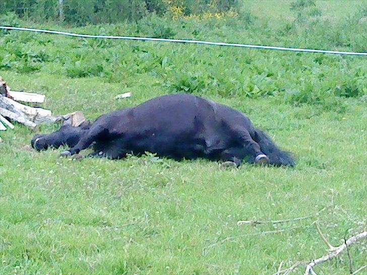 Shetlænder topper billede 20