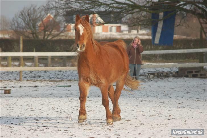 New Forest Krogholms Rollo  - wow en smuk pony der kommer der.. Rollo viser talent i sneen. :D foto: Cille Madsen. billede 20