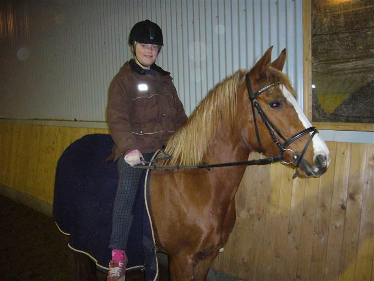 Tysk Sportspony cira*aflivet* billede 6