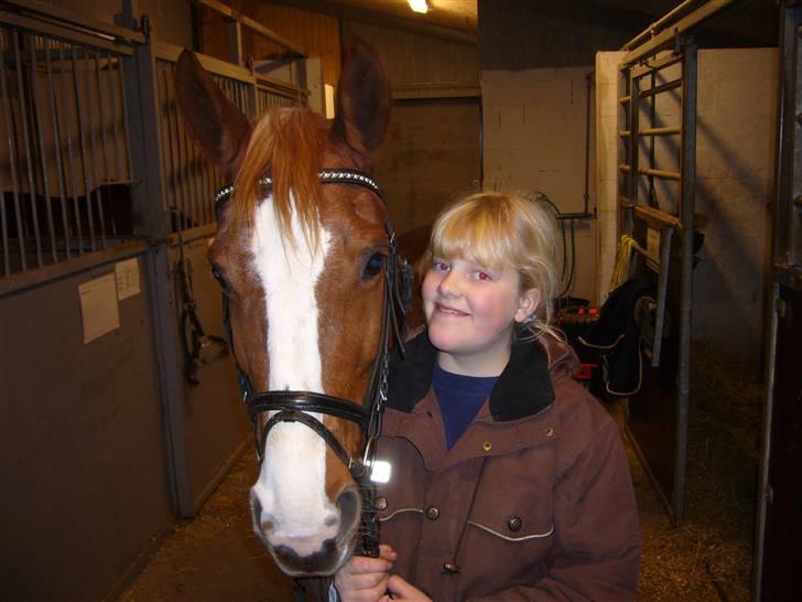 Tysk Sportspony cira*aflivet* billede 7