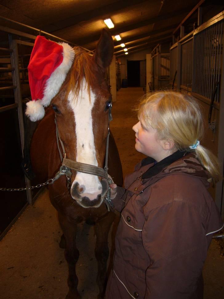 Tysk Sportspony cira*aflivet* billede 9