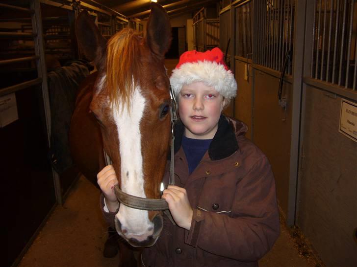 Tysk Sportspony cira*aflivet* billede 10