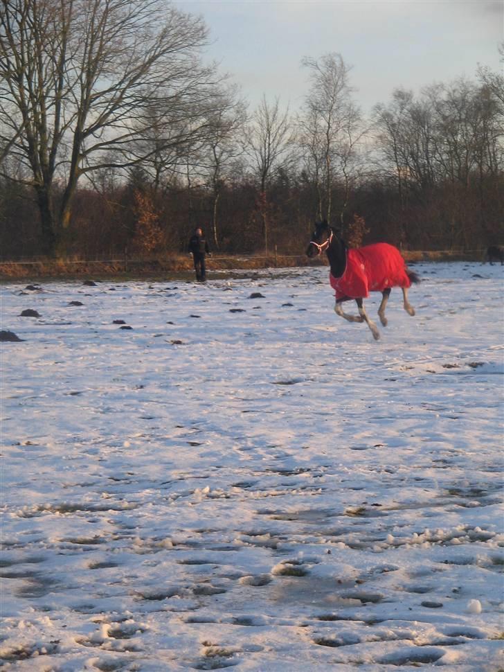 Barockpinto Opposites Attract - Attrack i flyvende stil ... billede 7