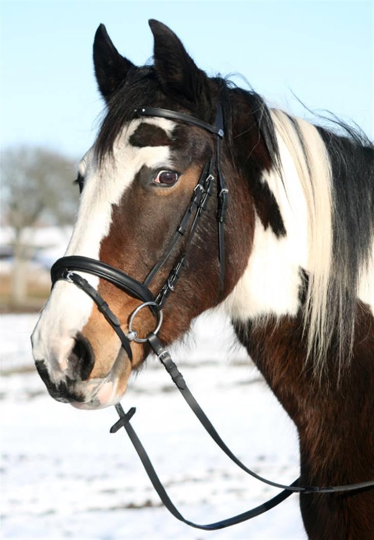 Anden særlig race Gosha (Solgt) billede 14