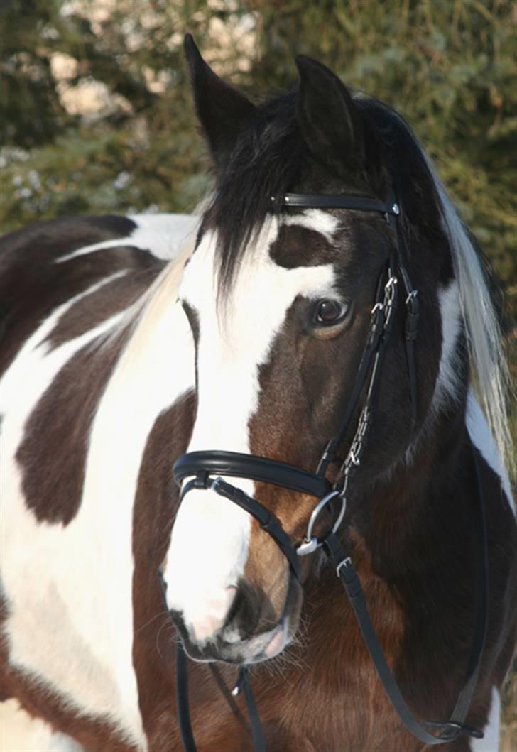 Anden særlig race Gosha (Solgt) billede 15