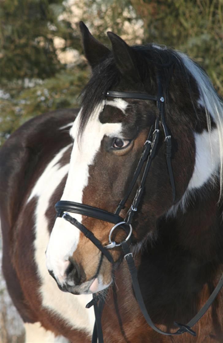 Anden særlig race Gosha (Solgt) billede 16