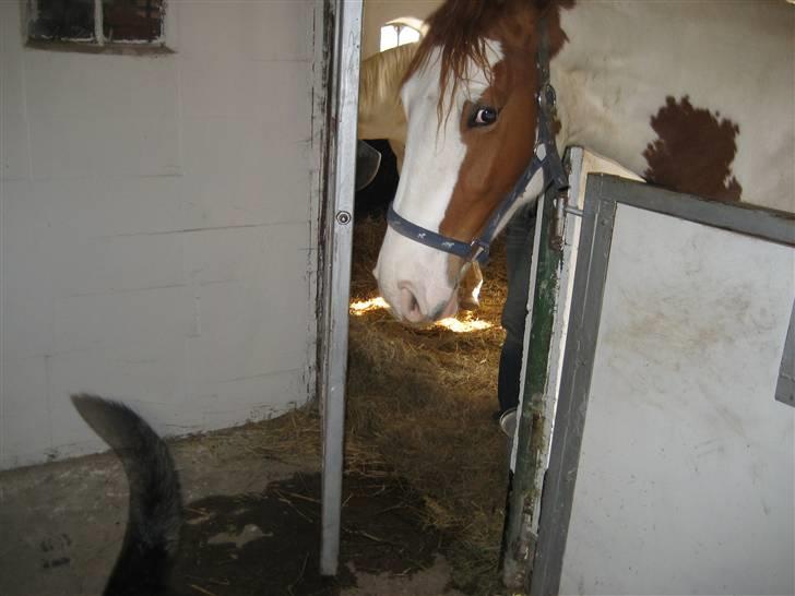 Pinto Damsgaards merian billede 1