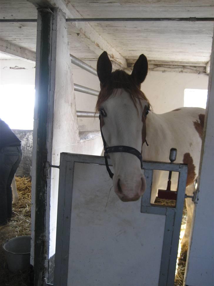 Pinto Damsgaards merian billede 2