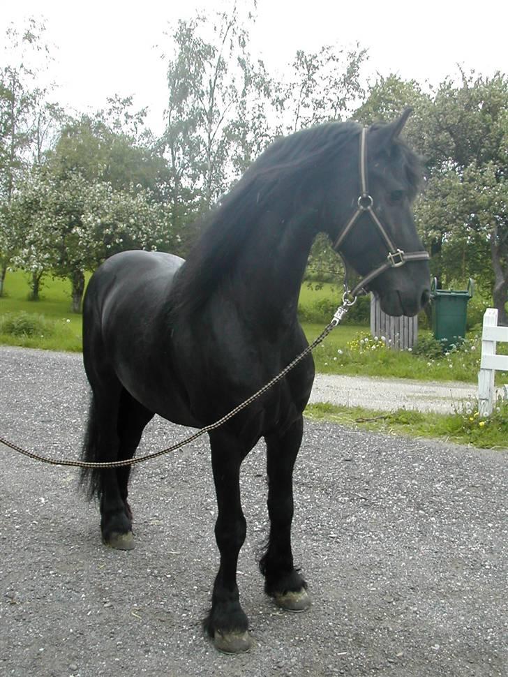 Frieser Jelle - der har vi lige fået jelle <3 billede 7