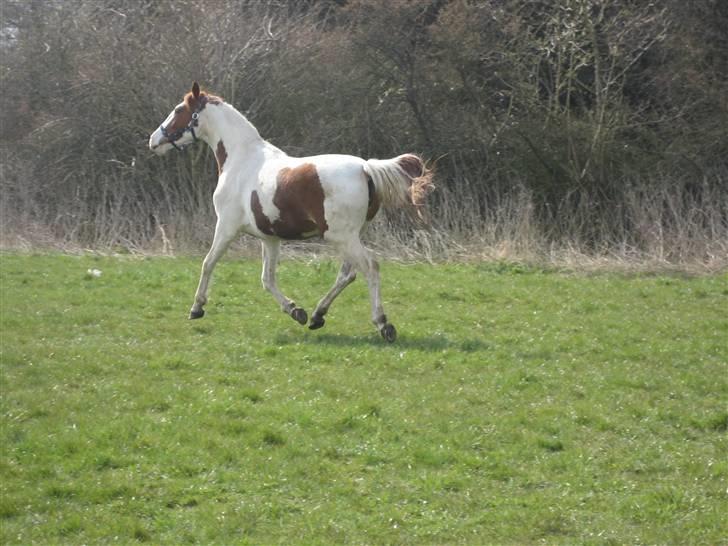 Pinto Damsgaards merian billede 3