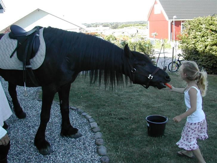 Frieser Jelle - jelle i haven med min lille søster billede 8
