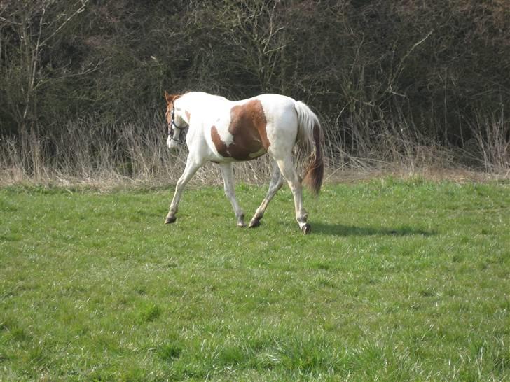 Pinto Damsgaards merian billede 4