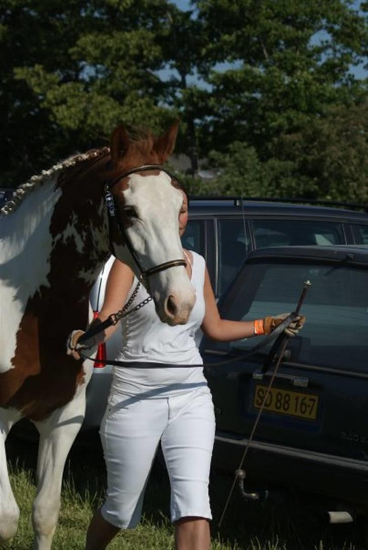 Pinto Damsgaards merian - roskilde dyreskue 2008. billede 5