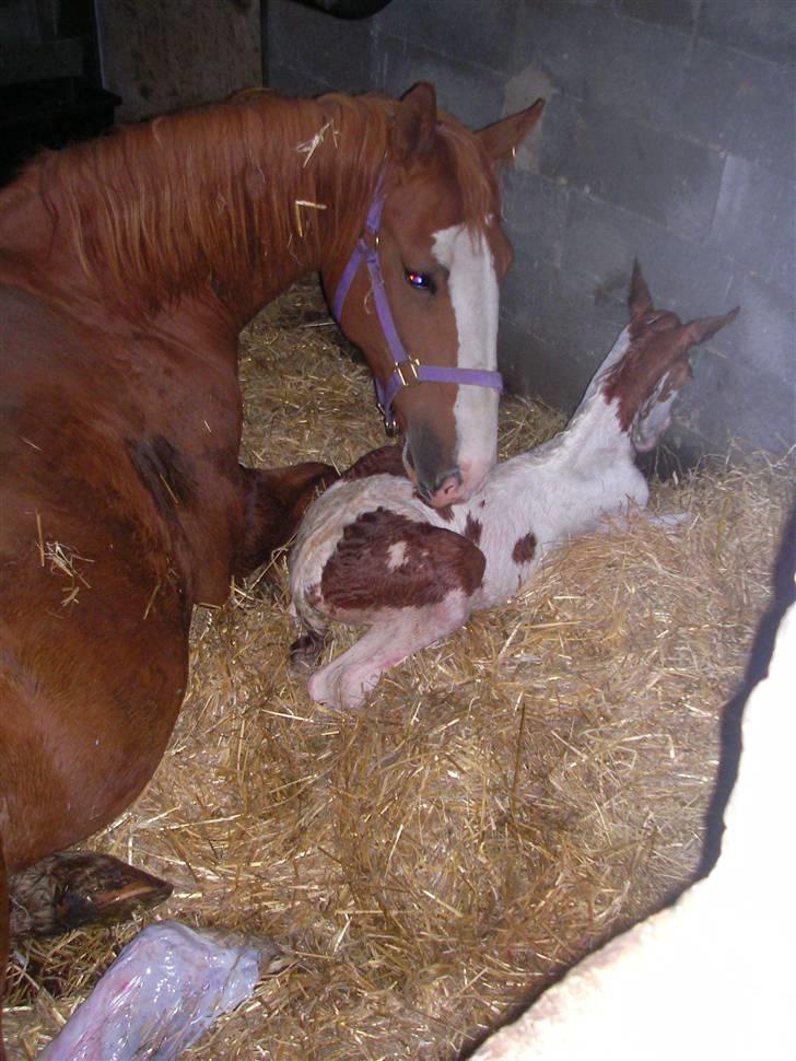 Pinto Damsgaards merian - lige blevet født. billede 6