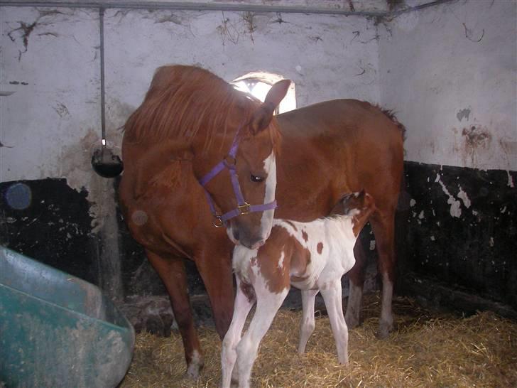 Pinto Damsgaards merian - Oppe og have mælk for første gang. billede 7