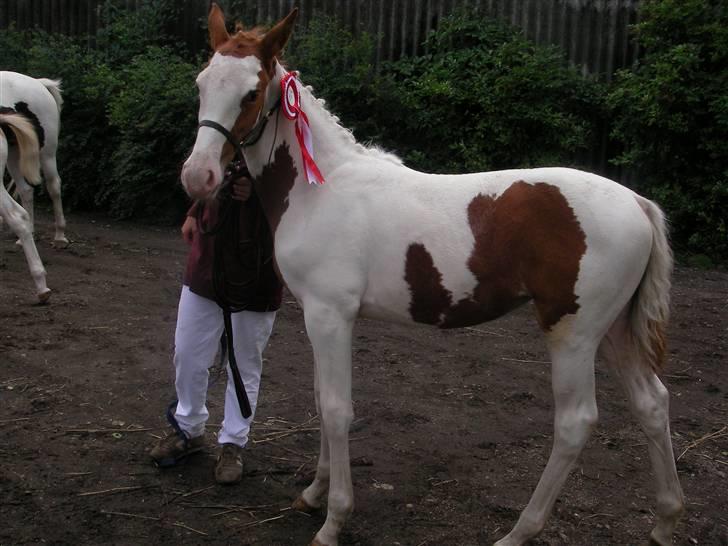 Pinto Damsgaards merian - Fra føl kåring. billede 8