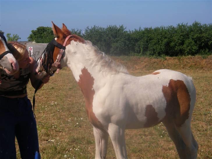 Pinto Damsgaards merian billede 9