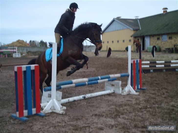 Dansk Varmblod Vixie Bakkely - Dejlige Vixie pigen elsker at springe:-)  Super hesten.. Heeh ;-) billede 11