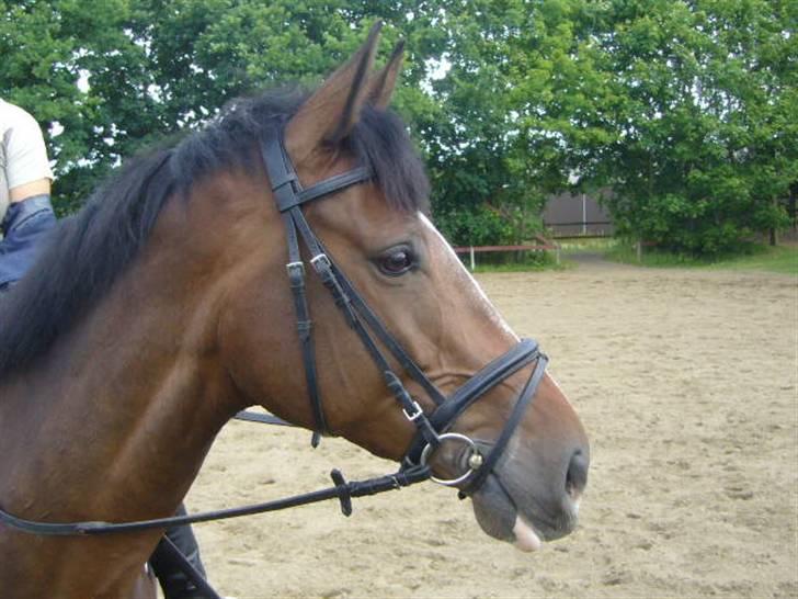 Dansk Varmblod Didier af Lilleris   (DJ) billede 1