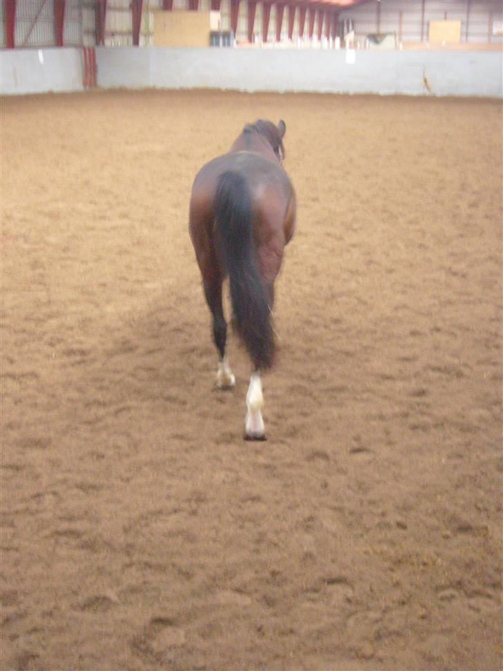 Dansk Varmblod Didier af Lilleris   (DJ) billede 2