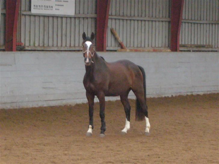 Dansk Varmblod Didier af Lilleris   (DJ) billede 3