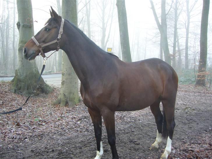 Dansk Varmblod Didier af Lilleris   (DJ) - D.J billede 5