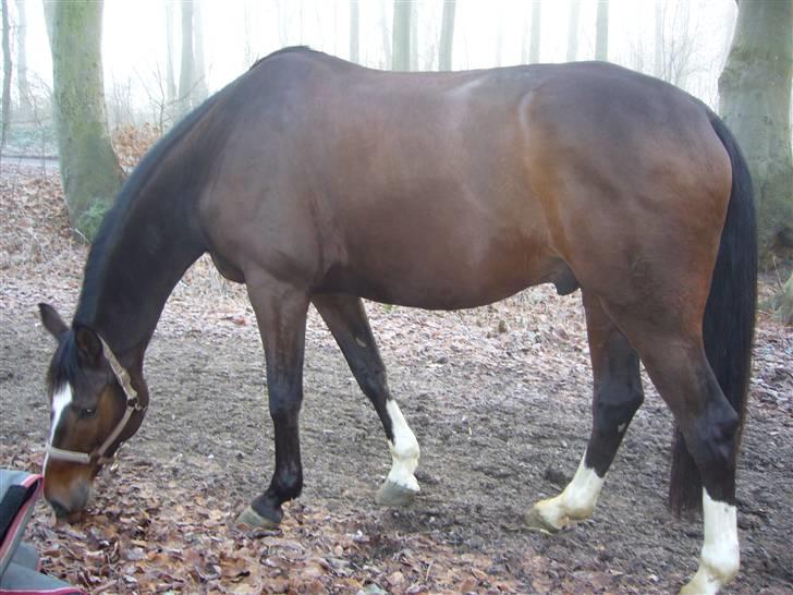 Dansk Varmblod Didier af Lilleris   (DJ) billede 6