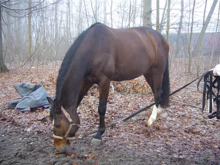 Dansk Varmblod Didier af Lilleris   (DJ) billede 7