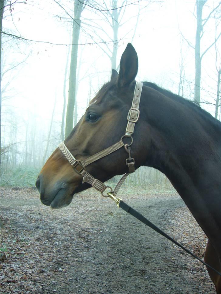 Dansk Varmblod Didier af Lilleris   (DJ) billede 8