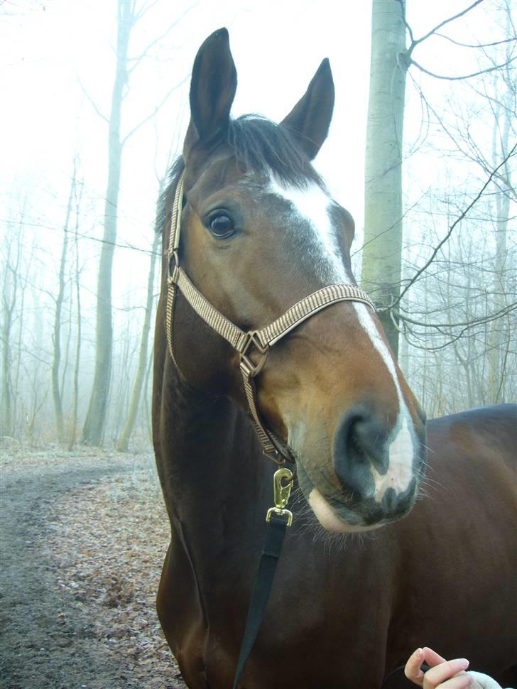 Dansk Varmblod Didier af Lilleris   (DJ) billede 9