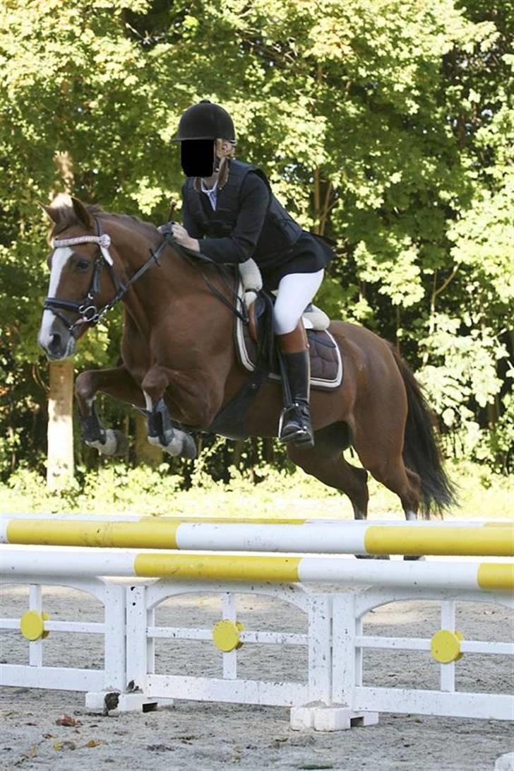 Svensk Sportspony  Puma (solgt :'(<3 billede 9